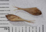 Wheat sedge